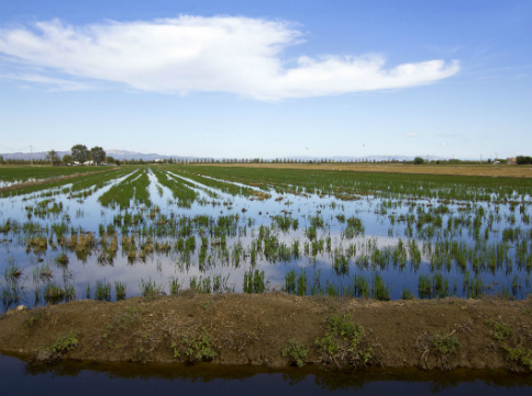 Plantada del arroz al Delta del Ebro / Thinkstock (Pepj)