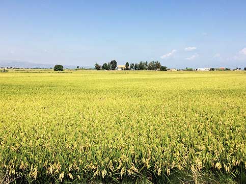 Unos de los campos de arroz en Deltebre, a punto para la siega.